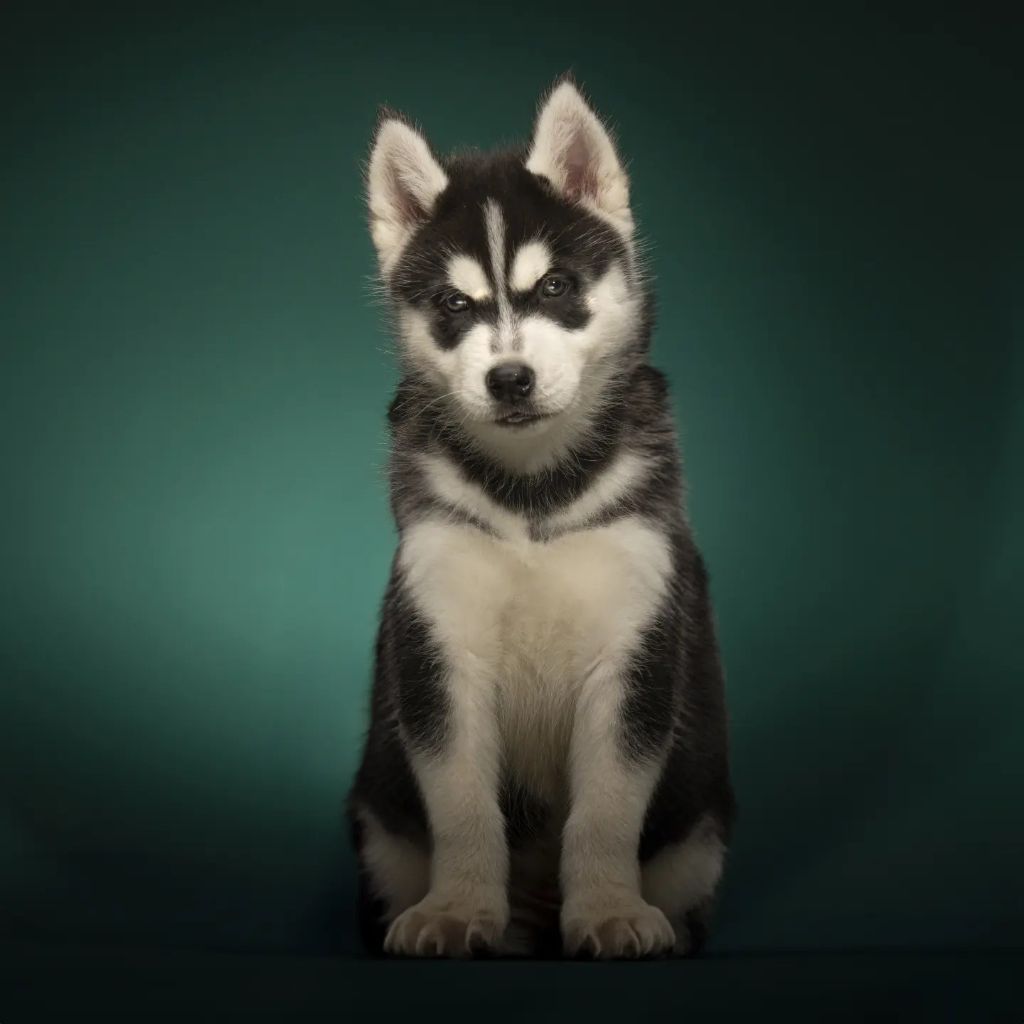 Gold Of Wolf - Chiot disponible  - Siberian Husky