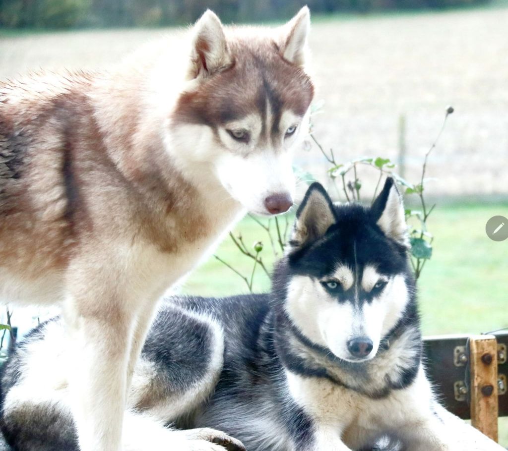 Nos Huskys