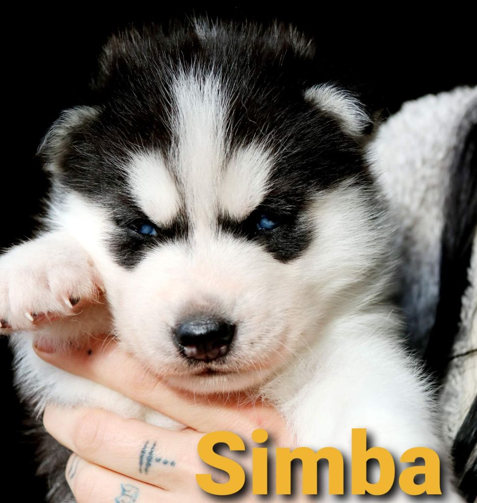 Gold Of Wolf - Siberian Husky - Portée née le 02/11/2021