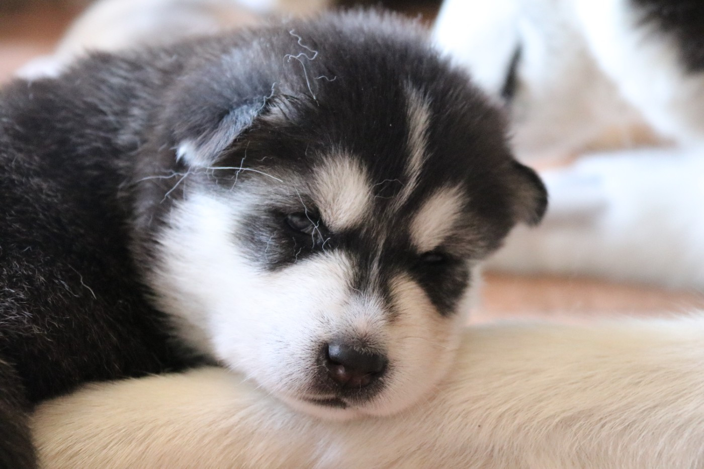 Gold Of Wolf - Chiots disponibles - Siberian Husky