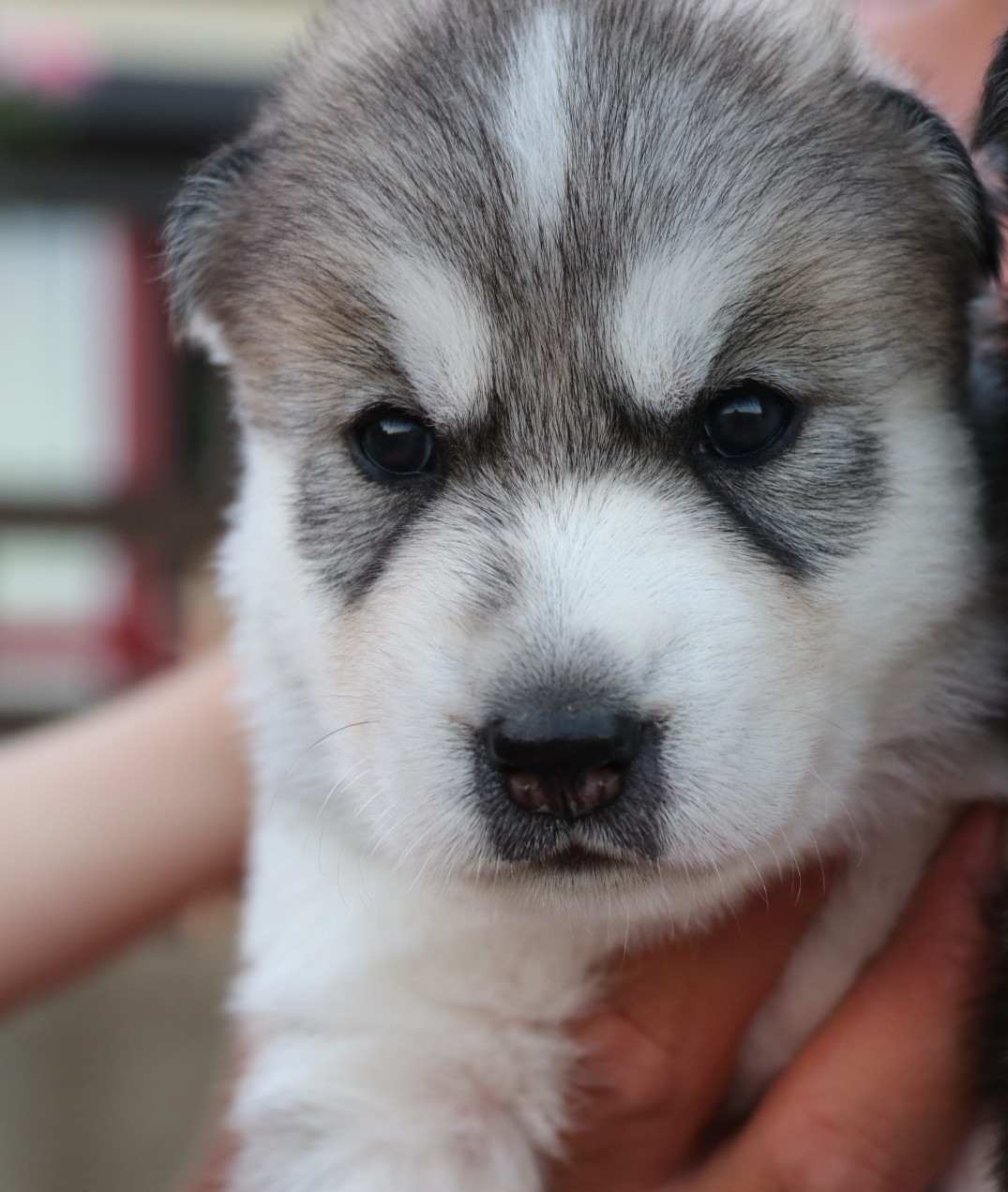 Gold Of Wolf - Chiots disponibles - Siberian Husky