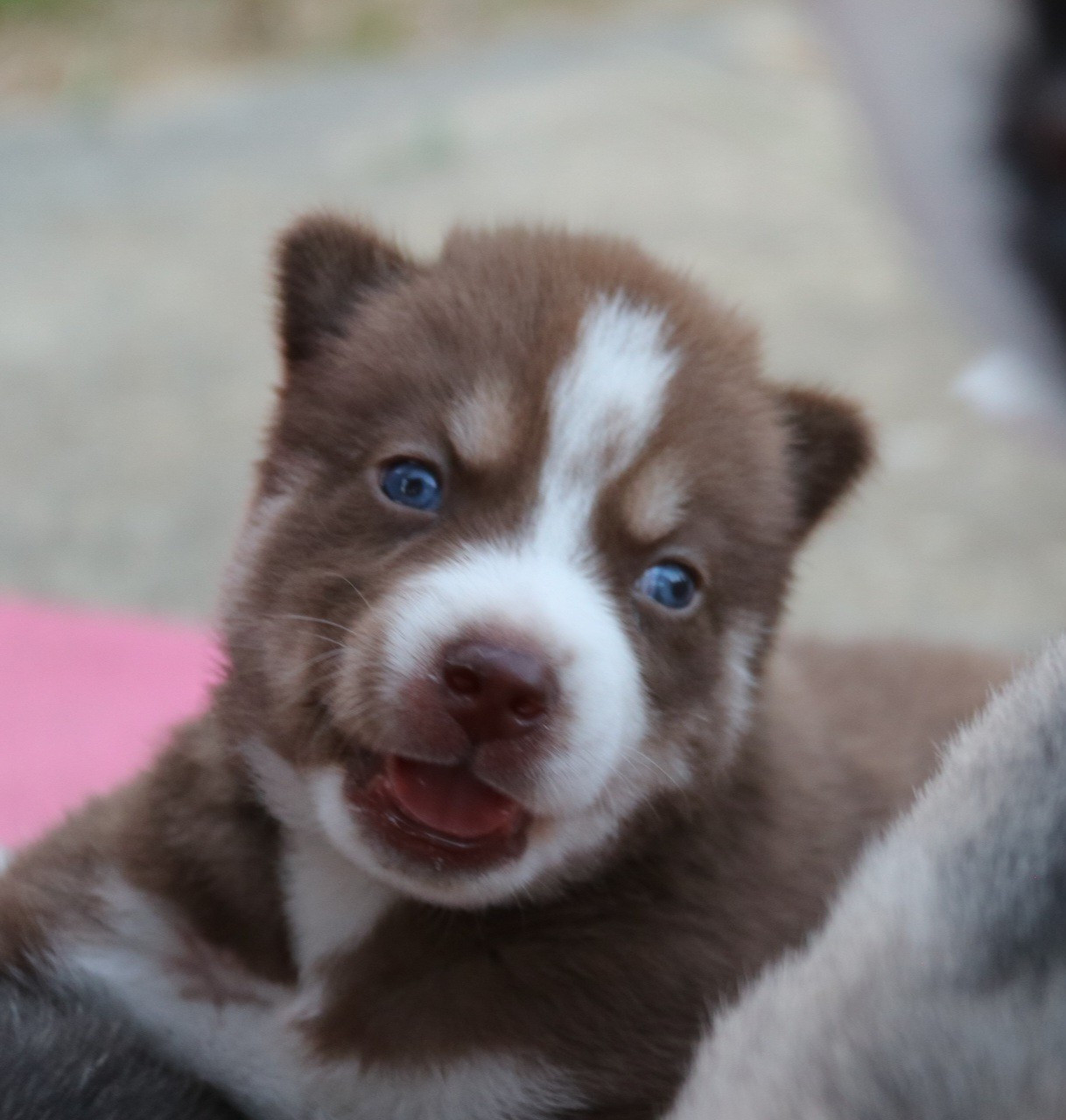 Gold Of Wolf - Chiots disponibles - Siberian Husky