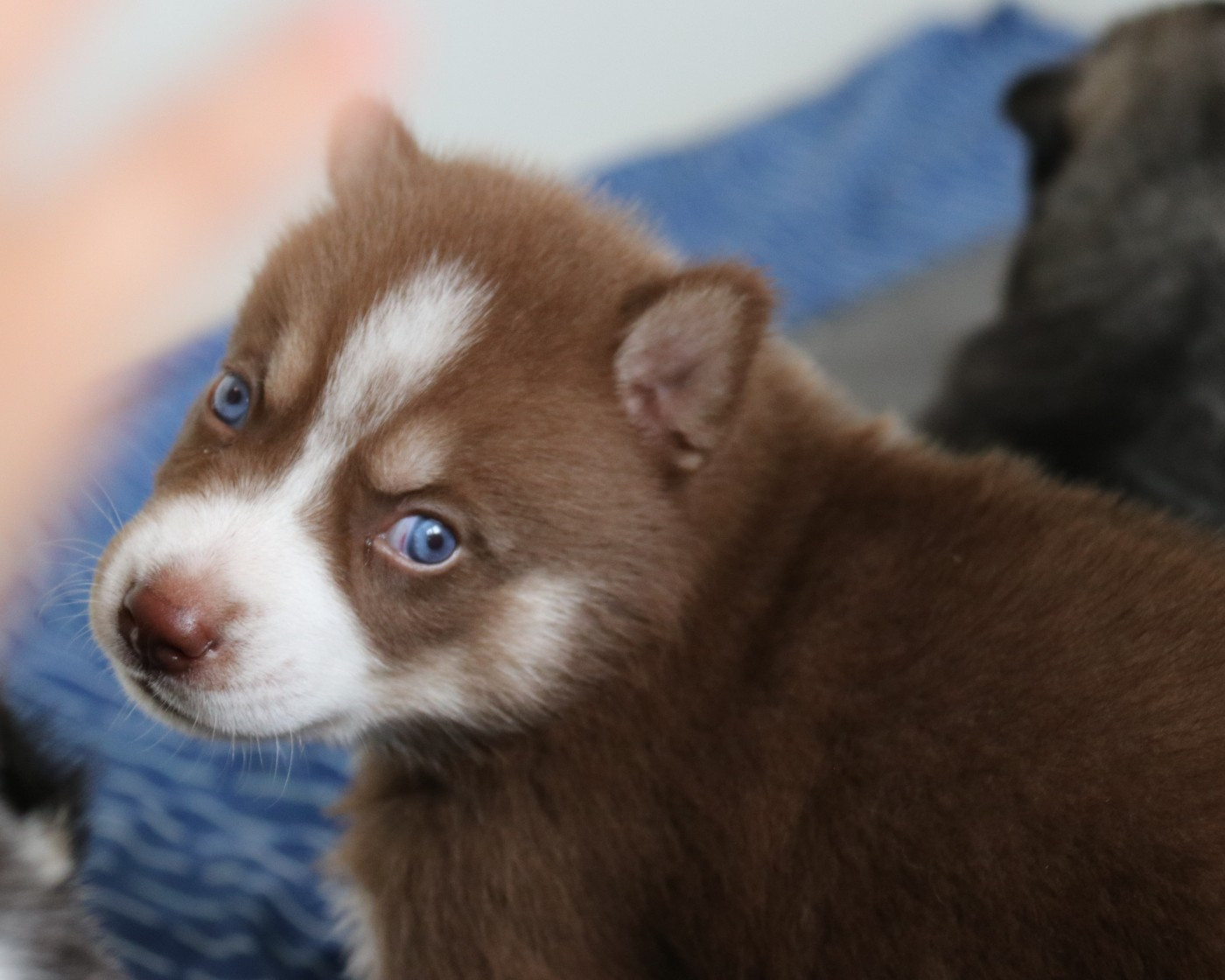 Gold Of Wolf - Chiots disponibles - Siberian Husky