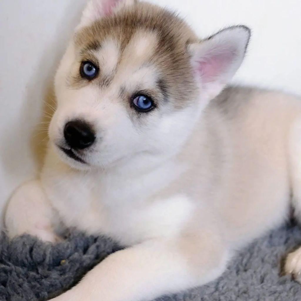 Gold Of Wolf - Siberian Husky - Portée née le 28/01/2024